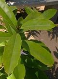 Diospyros blancoi